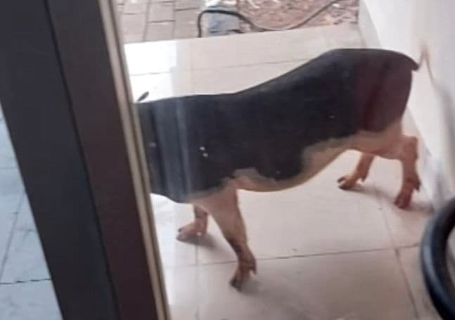 Aneh Tapi Nyata! Babi Bertandang ke Kantor Dinas Lingkungan Hidup DKI Jakarta