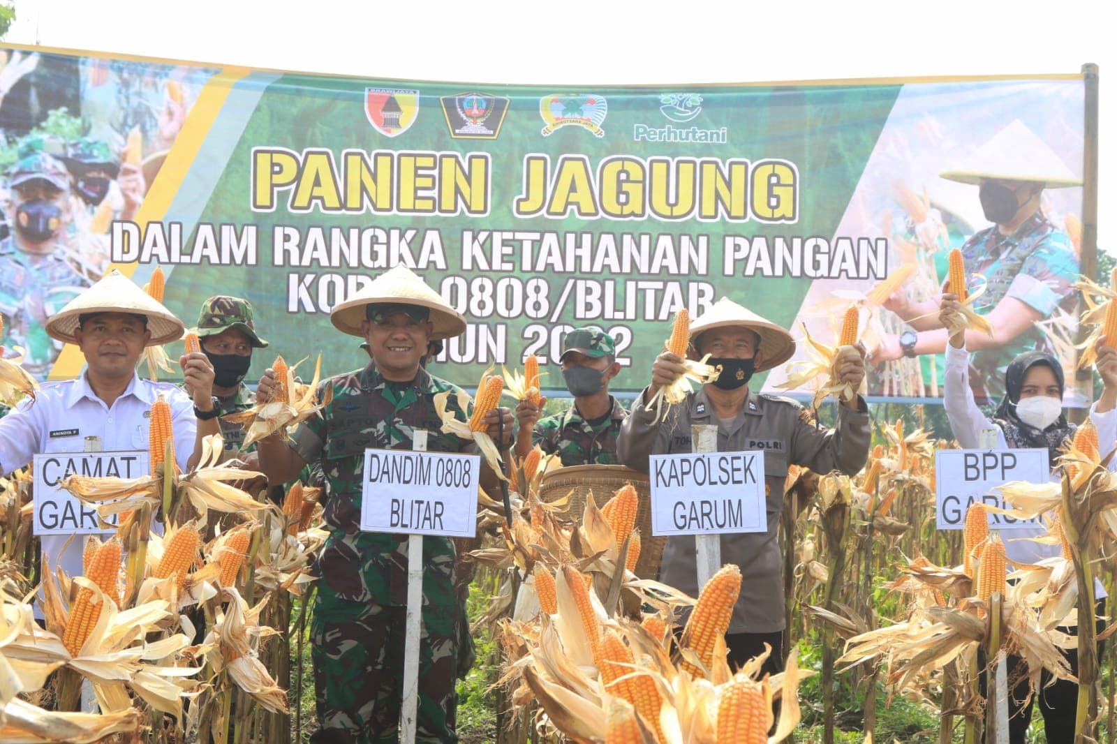 Tingkatkan Ketahanan Pangan, Kodim 0808/Blitar Gelar Panen Jagung