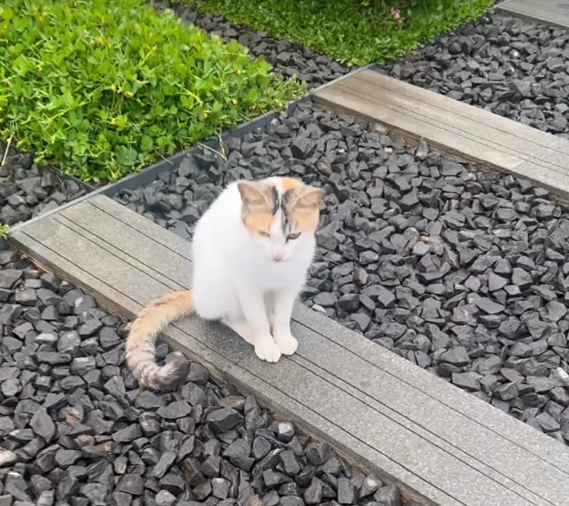 Ridwan Kamil Bagikan Video Sosok Kucing Misterius Penjaga Makam Eril