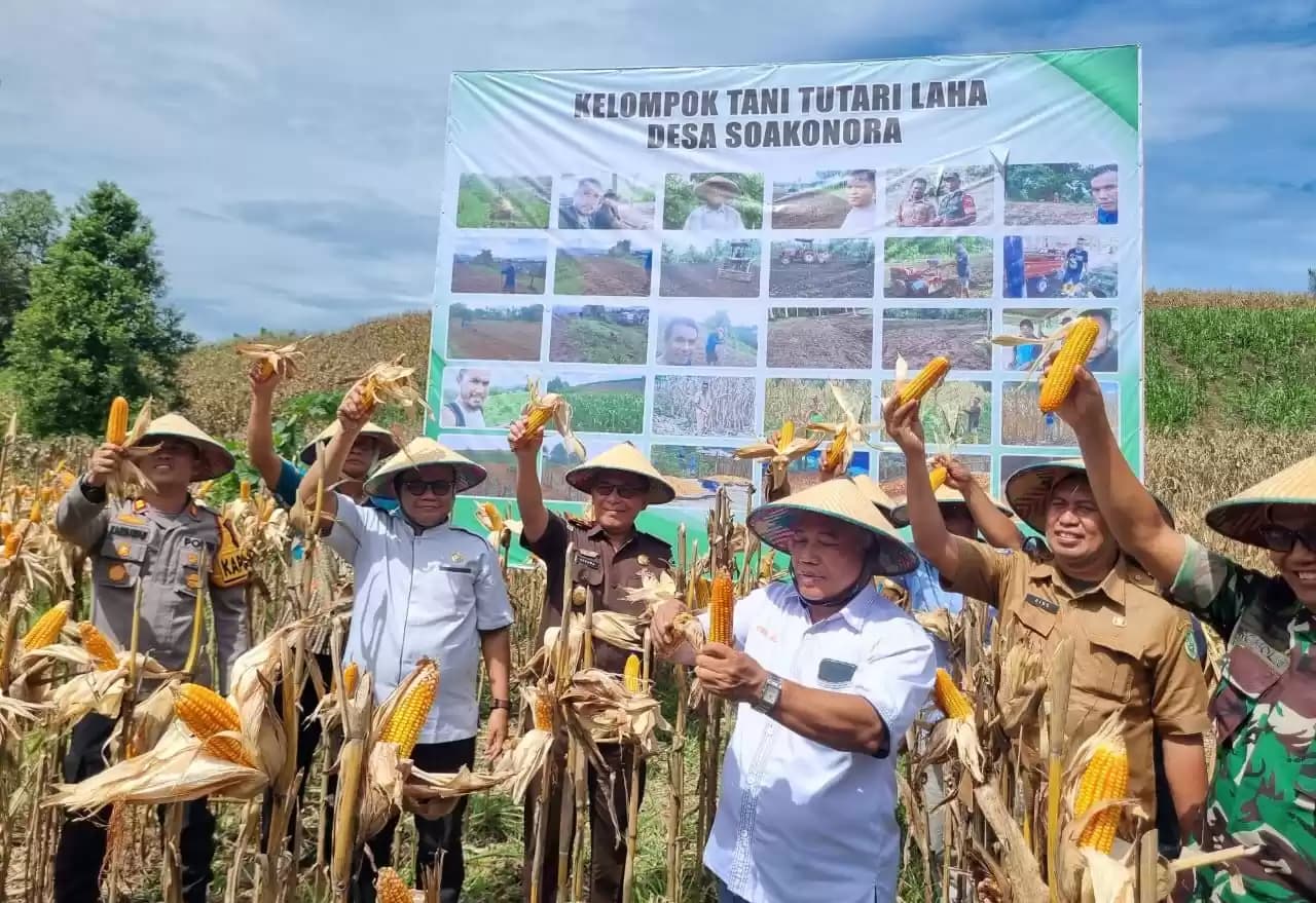 Asisten III Sekretariat Daerah Provinsi (Setdaprov) Asrul Gailea, bersama Plt Kadis Pertanian Malut Muhtar Husen dan Pemkab Habat panen raya jagung