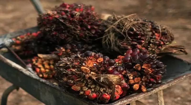 Jelang COP 28, Harga Batu Bara dan CPO Menguat