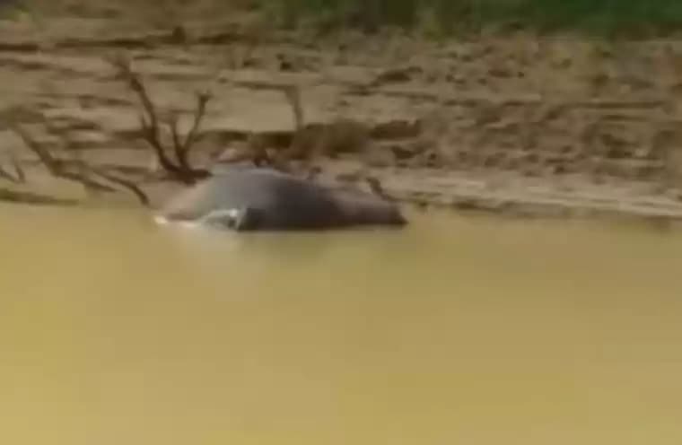 Bangkai kerbau
