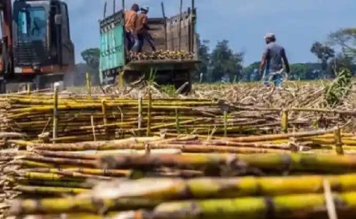 BPK Bongkar Seabrek Masalah dan Kerugian Penjualan Tebu dan Sawit di PTPN II