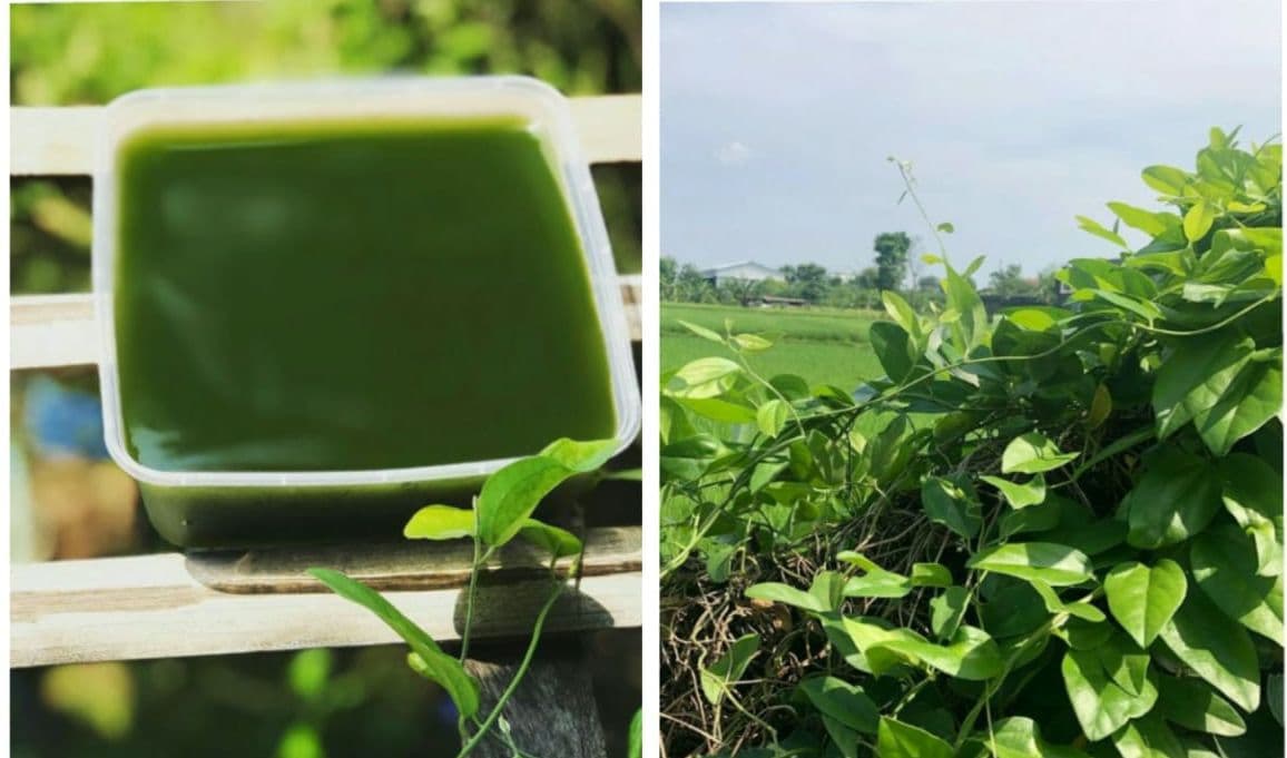 Tak Hanya untuk Olahan Minuman, Ternyata Daun Cincau Bisa Cegah Kanker