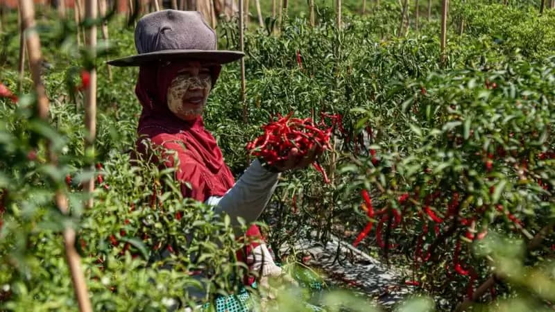 Cabai Naik Tinggi, Pemkot Lakukan Subsidi