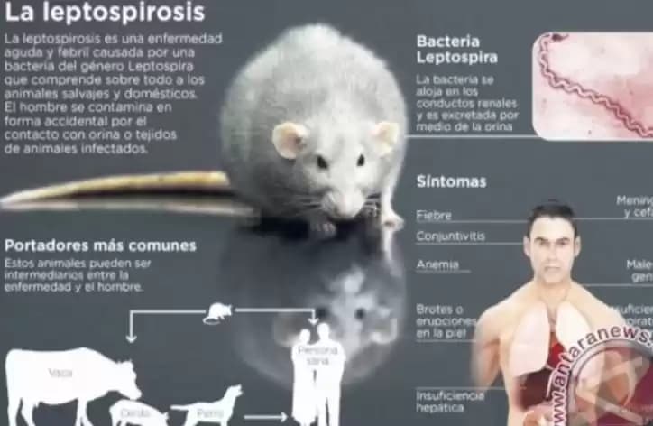 Foto Ilustrasi Leptospirosis