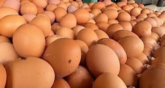 Peternak Menjerit, Harga Telur Anjlok di Bawah HPP