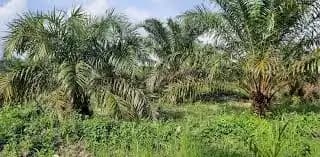 Kebun Kelapa Sawit