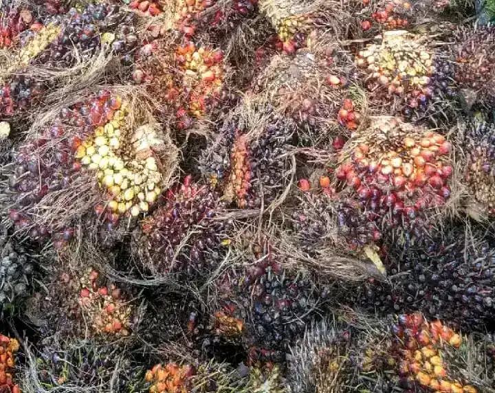Kelapa Sawit