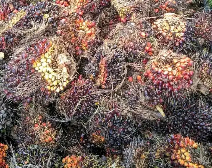 Kelapa Sawit