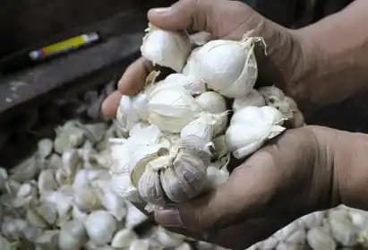 Mafia Bawang Putih