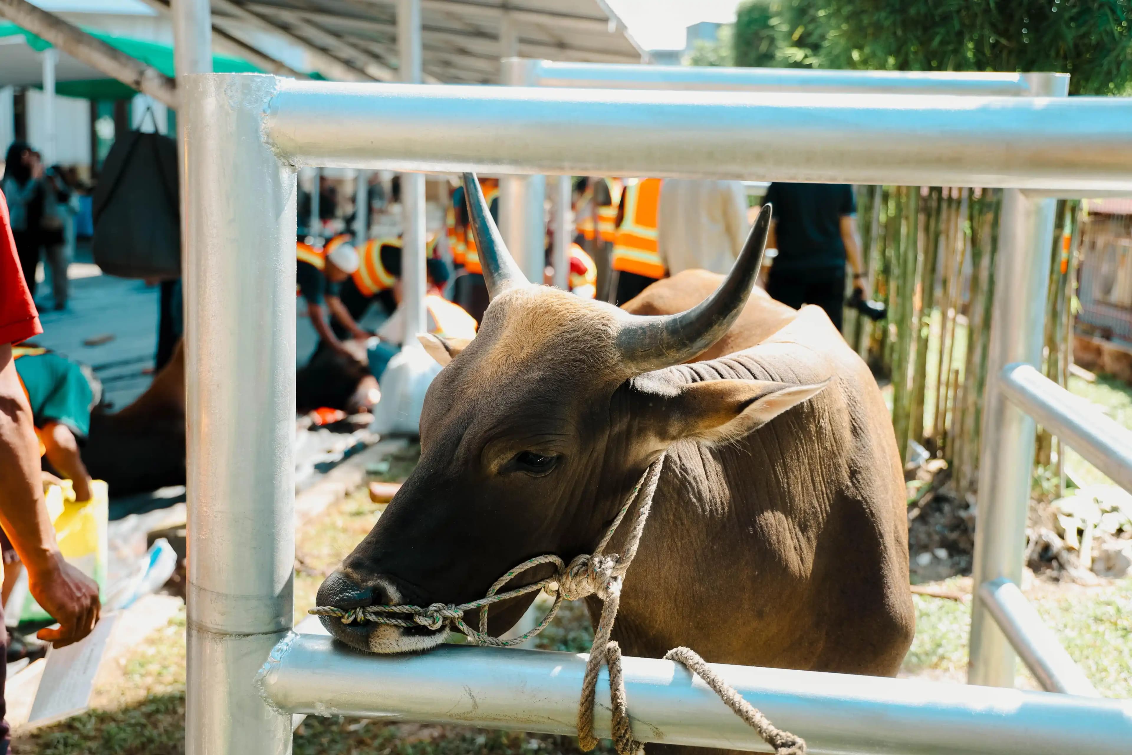 Muslim PalmCo Rampungkan Penyaluran 61 Ton Paket Daging Kurban di 50 Kabupaten dan Kota