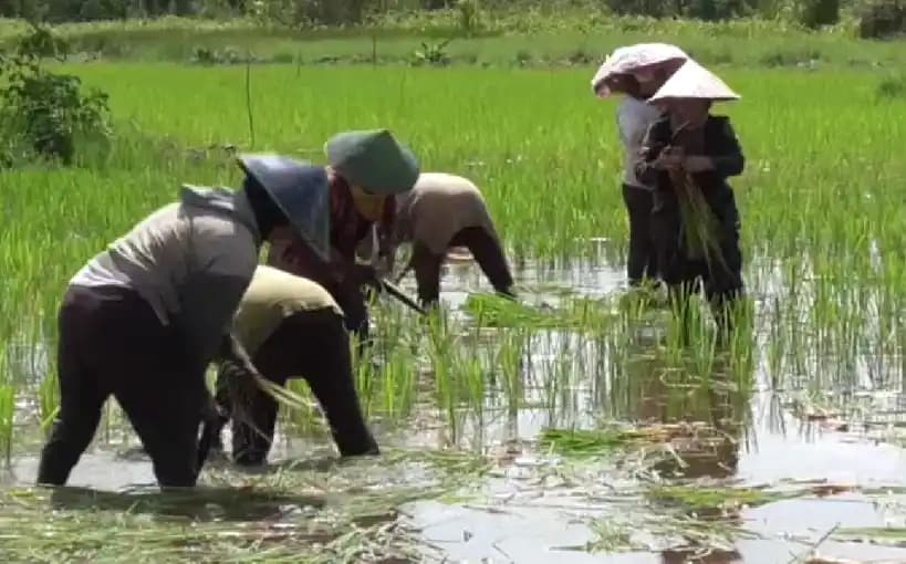 Pemerintah Bakal Gaji Petani Terdampak Bencana Sumatera