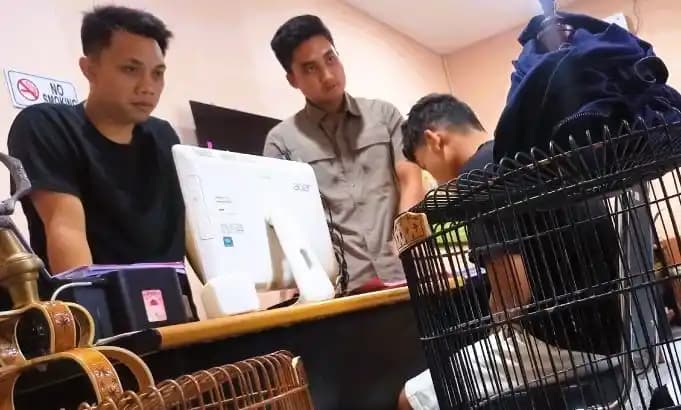 Pencuri Burung