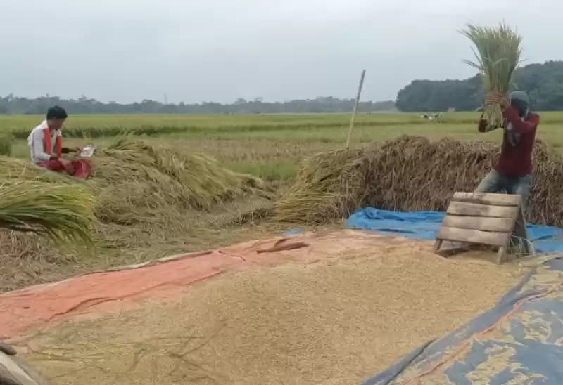 Petani Kabupaten Lebak panen padi