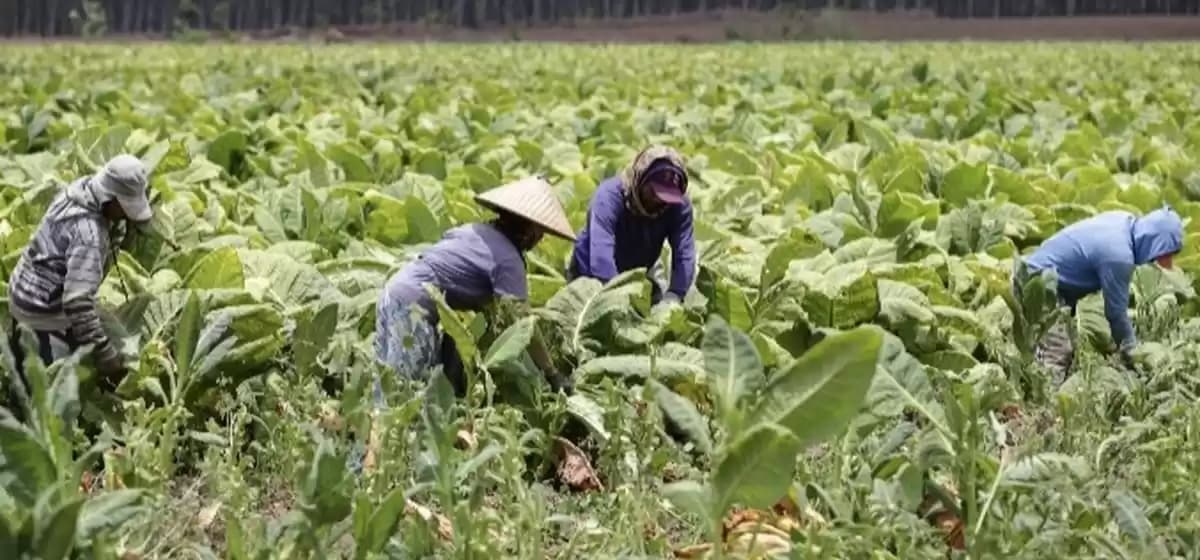 Petani tembakau