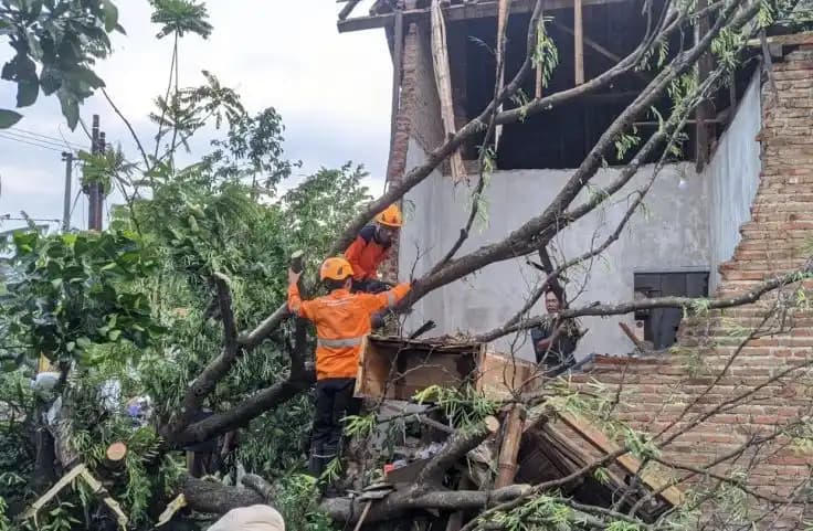 Petugas BPBD Bondowoso, jawa Timur, evakuasi pohon tumbang