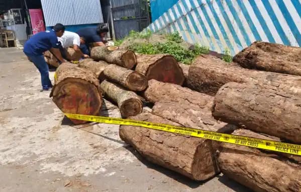 Polisi Ungkap Pembalakan Liar di Hutan Gunung Ciremai