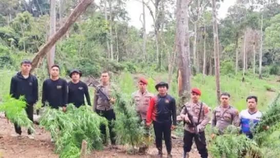 Polres Mandailing Natal (Madina) memusnahka 6 hektar ladang ganja di Mandailing Natal