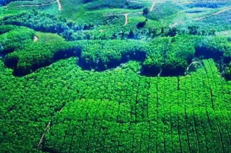 Salah satu kawasan hutan di Riau (Foto: Istimewa)