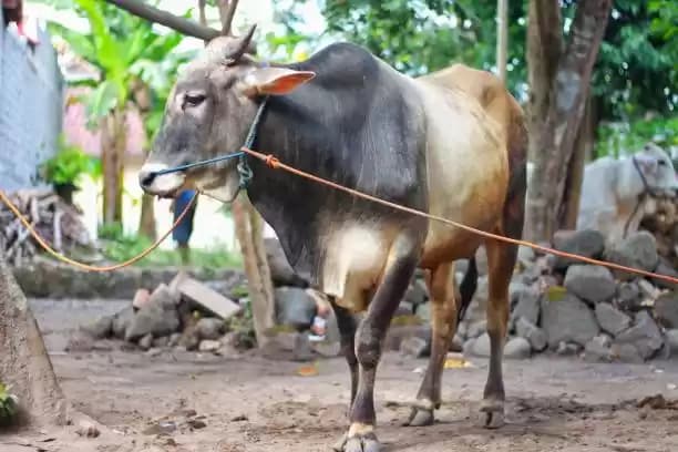 sapi kurban