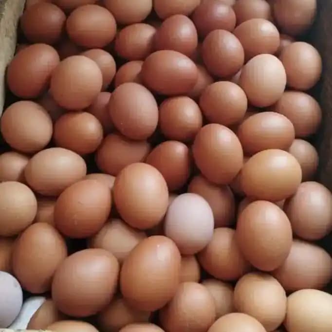 Telur