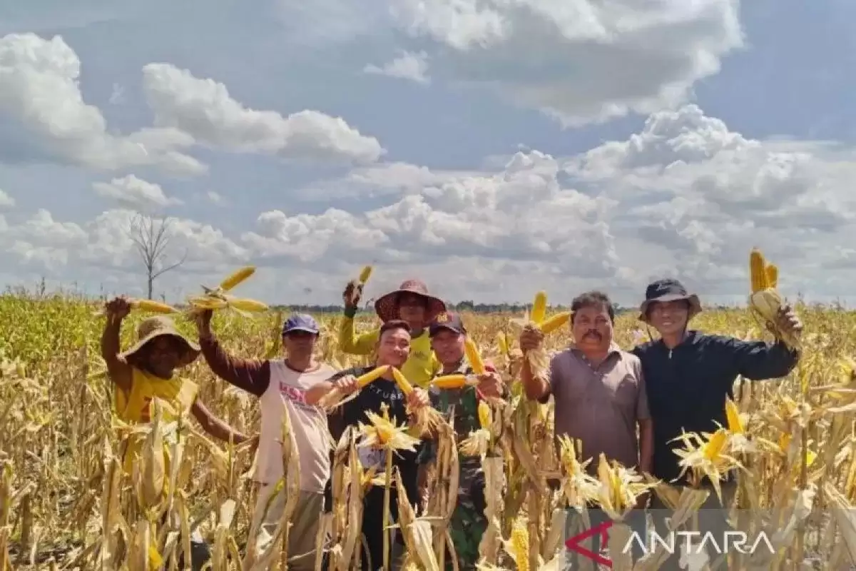 Petani sedang memanen jagung di lahan Food Estate Gunung Mas, Kalimantan Tengah, Rabu (24/1). (Foto: ANTARA)