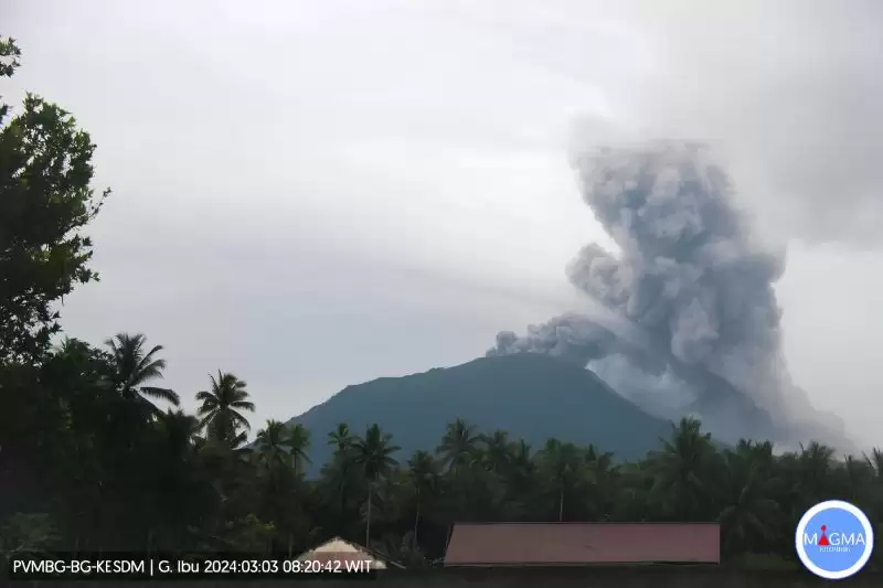 Kolom abu vulkanik membumbung setinggi lebih kurang 800 meter, akibat aktivitas erupsi yang terjadi di Gunung Ibu, Maluku Utara, Minggu (3/3). (Foto: ANTARA)