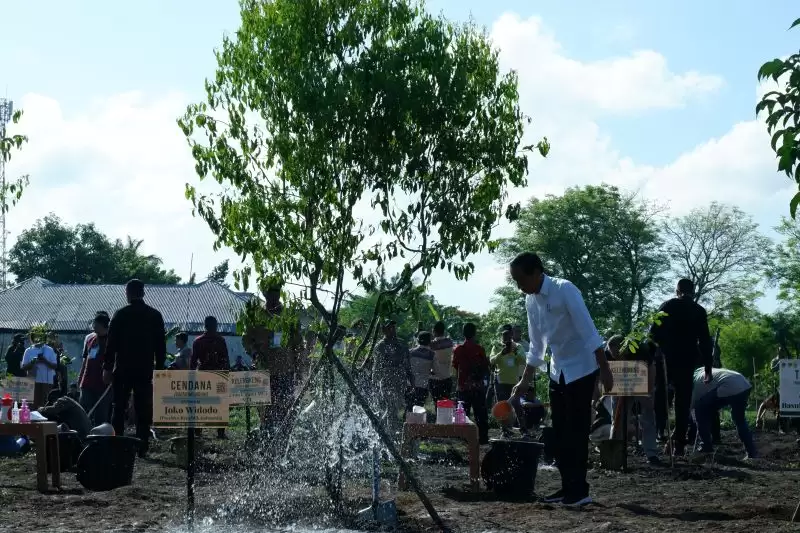 Presiden Joko Widodo menyiram pohon Cendana dalam kegiatan penanaman pohon di Kupang, NTT, Rabu (6/12). (Foto: ANTARA/Fransiska Mariana Nuka)