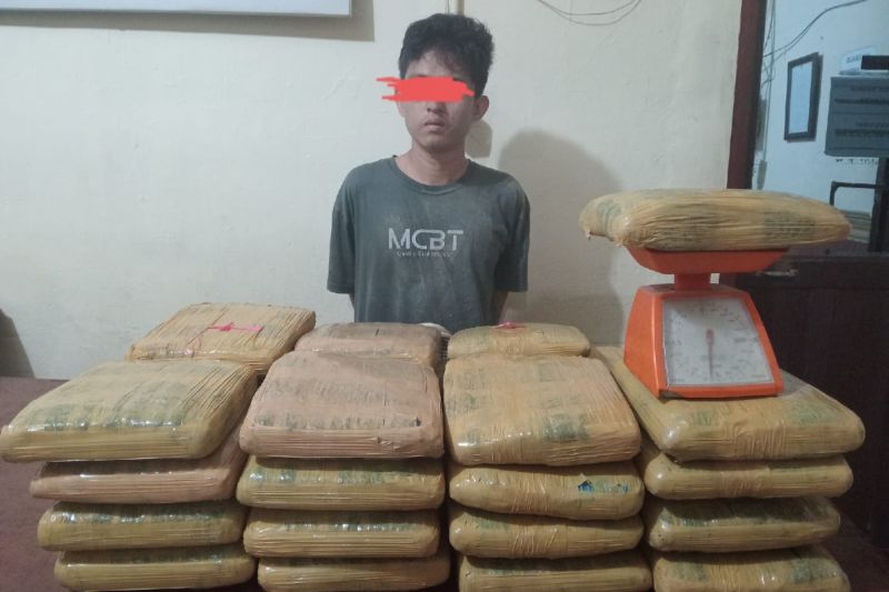 Tersangka berinisial SD (22) ditangkap Polres Padangsidimpuan yang diduga membawa ganja seberat 35 kilogram. (Foto: Polres Padangsidimpuan)