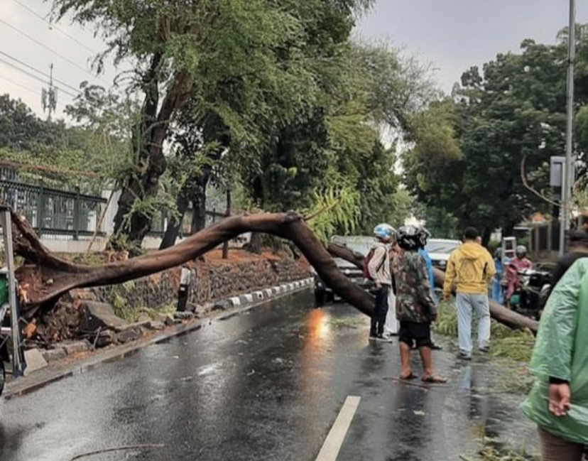 Pohon tumbang di kawasan Jakarta Selatan [Foto: IG/@tmcpoldametrojaya]