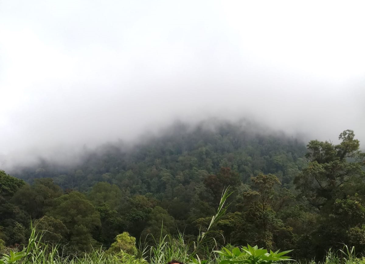 Ilustrasi-gunung gede pangrango kabupaten bogor, jawa barat. (Foto: MI/ Nuramin)