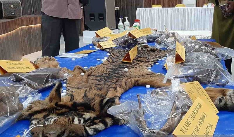 Barang bukti kulit harimau sumatra di Mapolda Aceh, Banda Aceh, Senin (22/1/2024). (Foto: ANTARA)