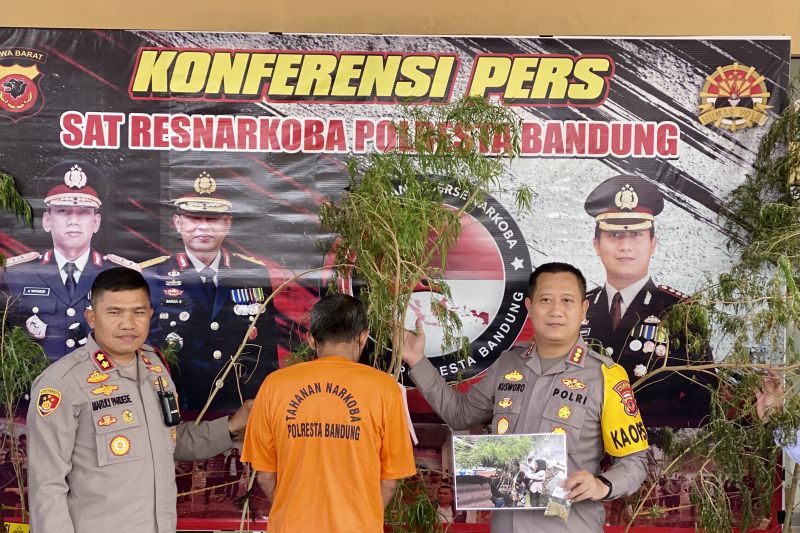 Kapolresta Bandung Kombes Pol. Kusworo Wibowo saat rilis kasus pananaman pohon ganja Bandung, Jawa Barat, Senin (12/2). (Foto: ANTARA)