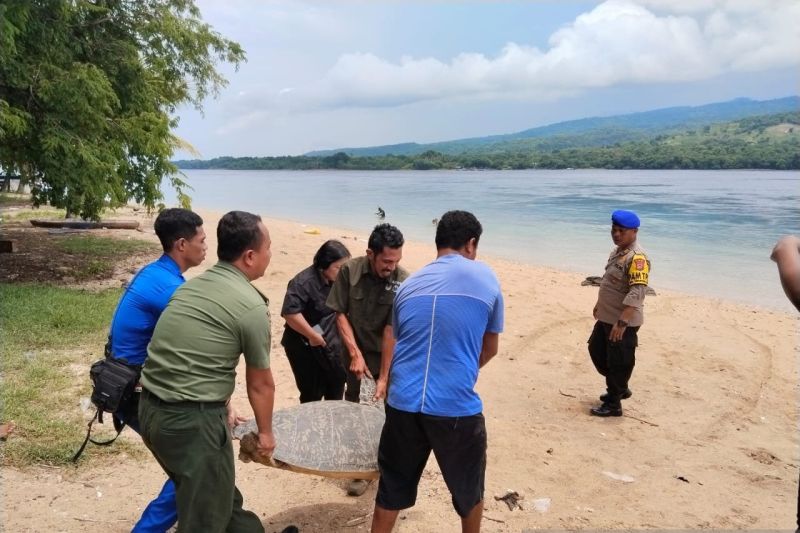 Penyu yang diamankan dilepasliarkan di pesir pantai Larantuka, Flores Timur. (Foto: ANTARA)