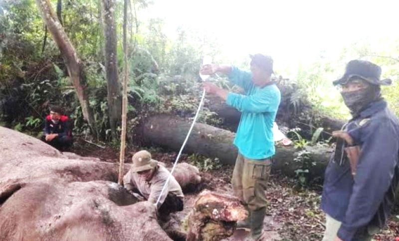 Dokumentasi-Gajah bernama Rahman sempat mendapat penanganan dokter BKSDA Riau dengan memberikan pertolongan pertama. (Foto: ANTARA)