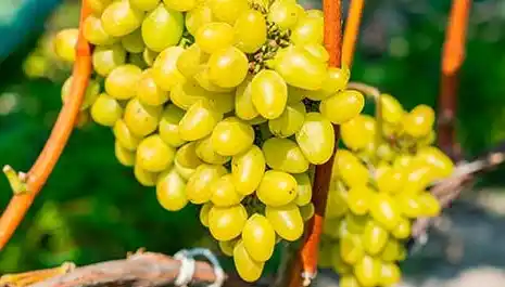 Anggur Muscat (Foto: Istimewa)