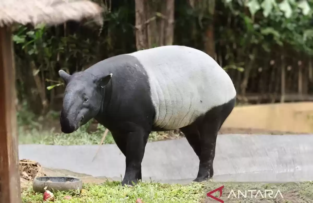Bali Zoo memiliki koleksi baru yakni satwa terancam punah tapir asia (tapirus indicus) menyambut libur panjang Lebaran 2024 di Desa Singapadu, Kabupaten Gianyar, Bali, Rabu (10/4/2024). (Foto: ANTARA/HO-Bali Zoo/Dewa Wiguna)