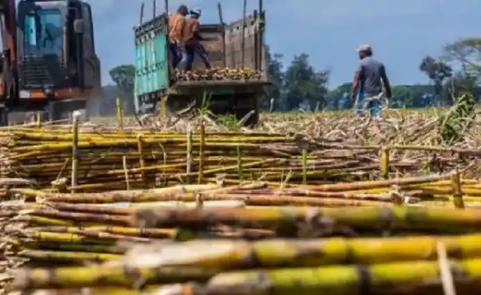 BPK Bongkar Seabrek Masalah dan Kerugian Penjualan Tebu dan Sawit di PTPN II Ilustrasi - Pemanenan Tebu (Foto: Istimewa)