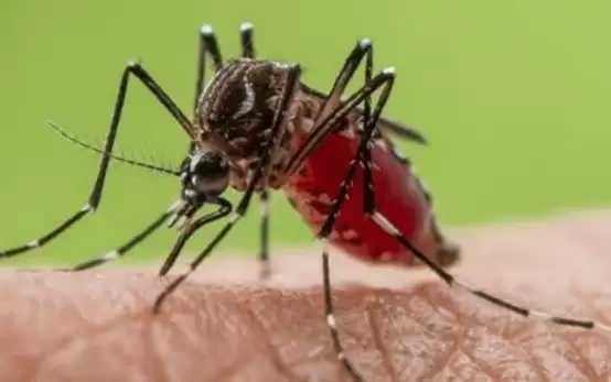 Ilustrasi Nyamuk Aedes Aegypti. (Foto: Sutterstock)