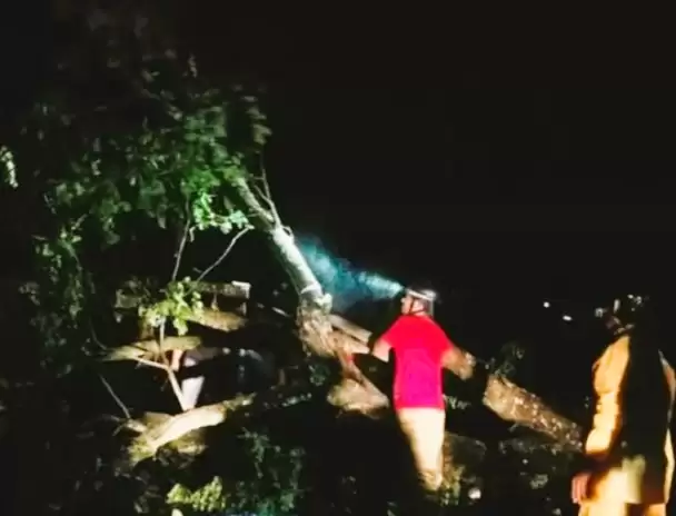 Kejadian pohon tumbang di wilayah Kabupaten Bantul, Daerah Istimewa Yogyakarta, dampak cuaca ekstrem beberapa hari lalu. (Foto: ANTARA)