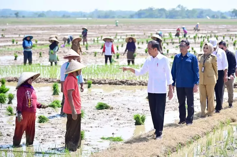Presiden Joko Widodo meninjau penanaman padi, dan menyerap aspirasi para petani di Kecamatan Kesesi, Kabupaten Pekalongan, Jawa Tengah, Rabu (13/12). (Foto: ANTARA/HO-Biro Pers Sekretariat Presiden RI)