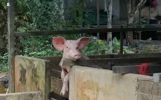 Hewan ternak babi yang berada di Kabupaten Jayapura. (Foto: Antara)