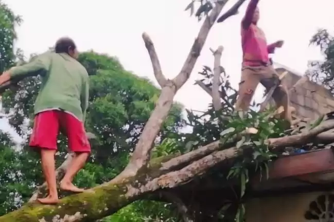 Pohon tumbang timpa rumah warga di Kabupaten Bintan, Kepulauan Riau (Kepri) akibat cuaca ekstre. (Foto: Antara)