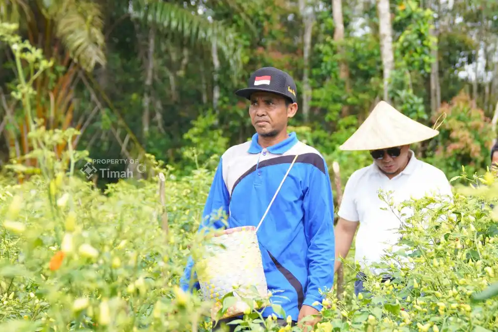 Didukung PT Timah, Gapoktan Sinar Baru Bangka Selatan Sukses Budidaya Cabai [Foto: Doc. PT Timah]