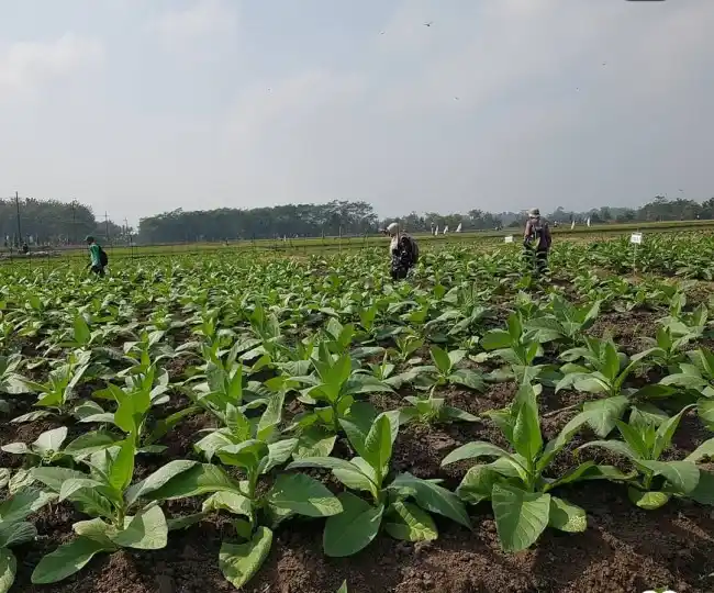 Hamparan tembakau Selopuro.(Foto: Dok/DKPP/MI)