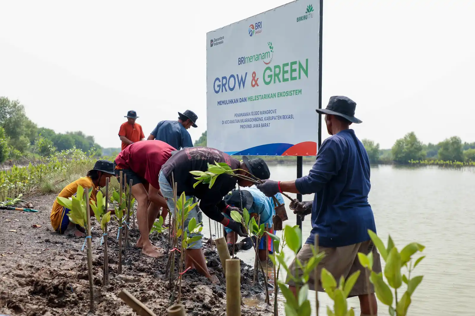 BRI Pertegas Komitmen Selamatkan Lingkungan Lewat Perbaikan Ekosistem Pesisir [Foto: Doc. BRI]