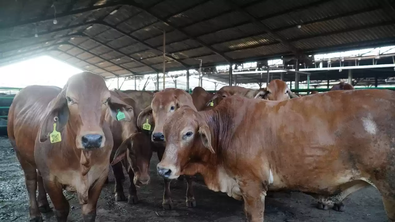 Hewan sapi di RPH Cakung, siap dipotong dan terjamin steril. [Foto: Istimewa]