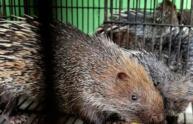 Beberapa ekor landak jawa (Hystrix javanica) serahan warga diamankan petugas di kantor BKSDA (Foto: Antara)