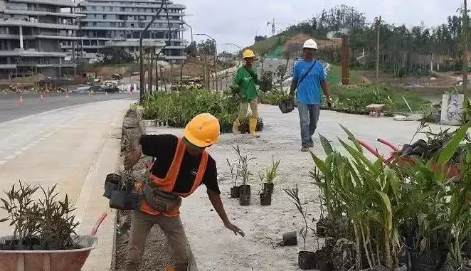 Pekerja bersiap menanam tanaman di jalur pedestrian di IKN, Penajam Paser Utara, Kalimantan Timur, Selasa (6/8/2024). (Foto: Dok MI/Antara)